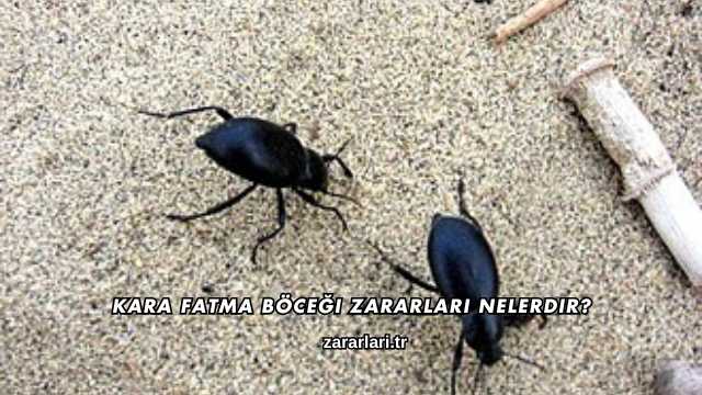 Kara Fatma Böceği Zararları Nelerdir?