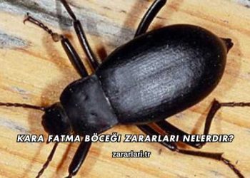Kara Fatma Böceği Zararları Nelerdir?
