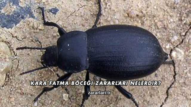 Kara Fatma Böceği Zararları Nelerdir?