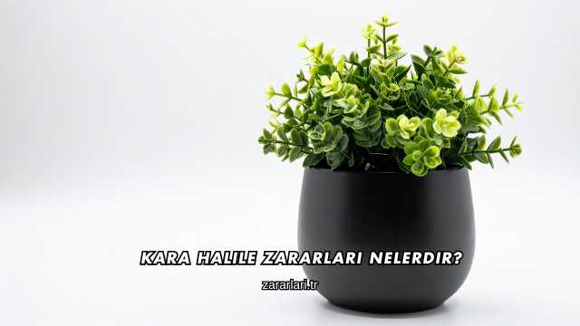 Kara Halile Zararları Nelerdir?