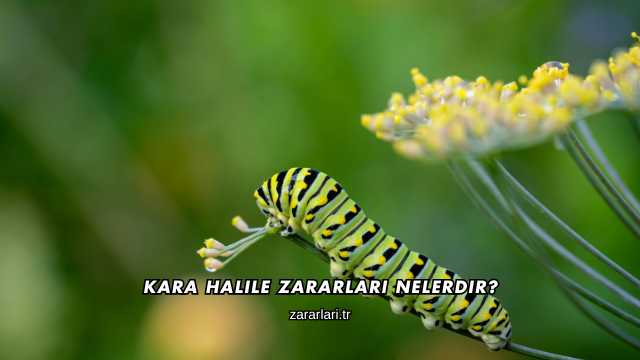 Kara Halile Zararları Nelerdir?