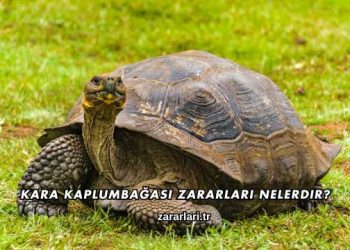 Kara Kaplumbağası Zararları Nelerdir?