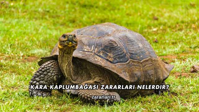 Kara Kaplumbağası Zararları Nelerdir?