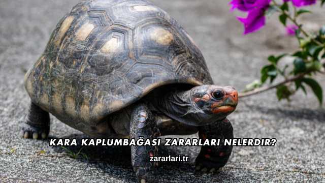 Kara Kaplumbağası Zararları Nelerdir?