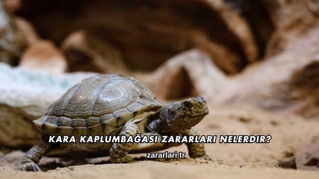 Kara Kaplumbağası Zararları Nelerdir?