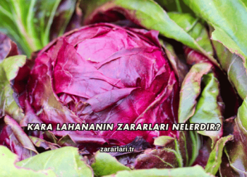 Kara Lahananın Zararları Nelerdir?