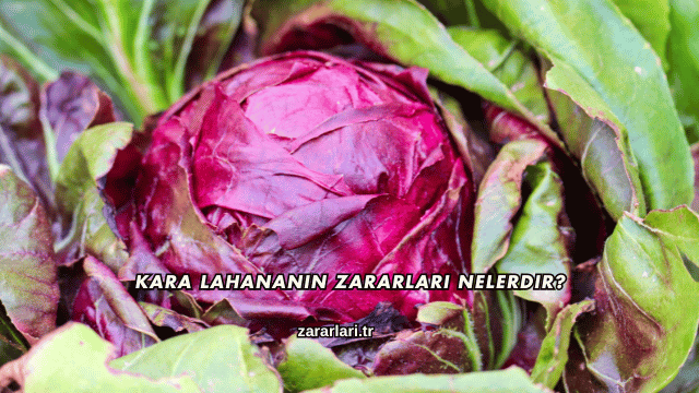 Kara Lahananın Zararları Nelerdir?