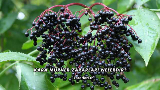 Kara Mürver Zararları Nelerdir?