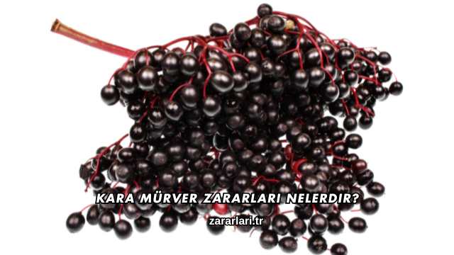 Kara Mürver Zararları Nelerdir?