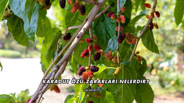 Karadut Özü Zararları Nelerdir?