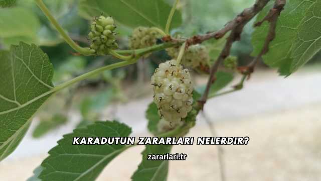 Karadutun Zararları Nelerdir?