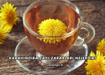 Karahindiba Çayı Zararları Nelerdir?
