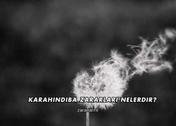 Karahindiba Zararları Nelerdir?