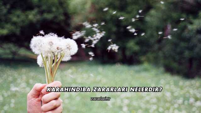 Karahindiba Zararları Nelerdir?