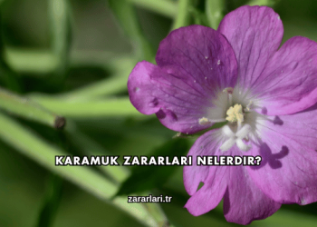 Karamuk Zararları Nelerdir?