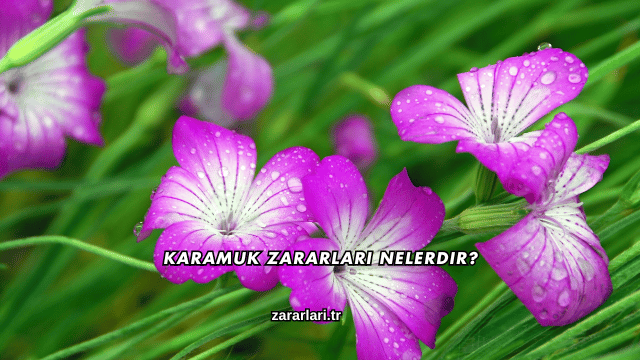 Karamuk Zararları Nelerdir?