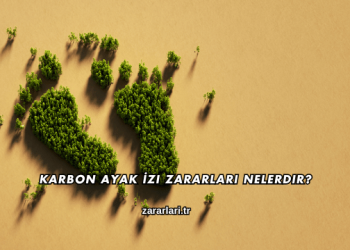 Karbon Ayak İzi Zararları Nelerdir?