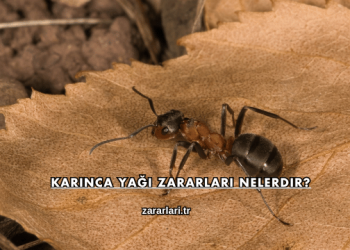 Karınca Yağı Zararları Nelerdir?