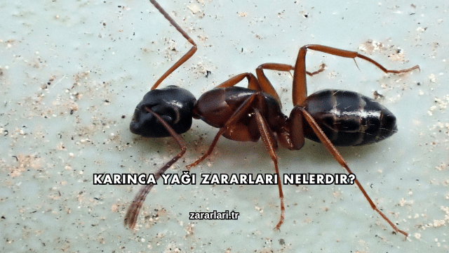 Karınca Yağı Zararları Nelerdir?