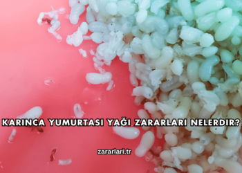 Karınca Yumurtası Yağı Zararları Nelerdir?