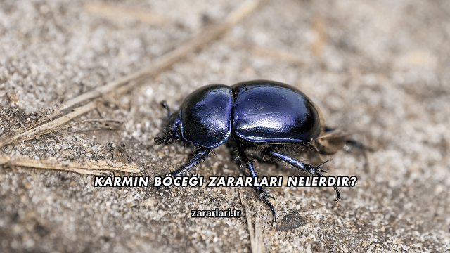 Karmin Böceği Zararları Nelerdir?
