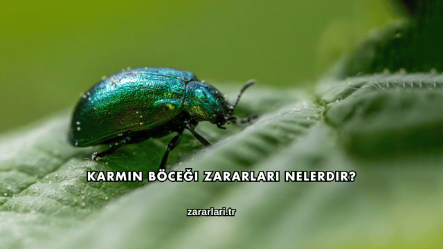 Karmin Böceği Zararları Nelerdir?
