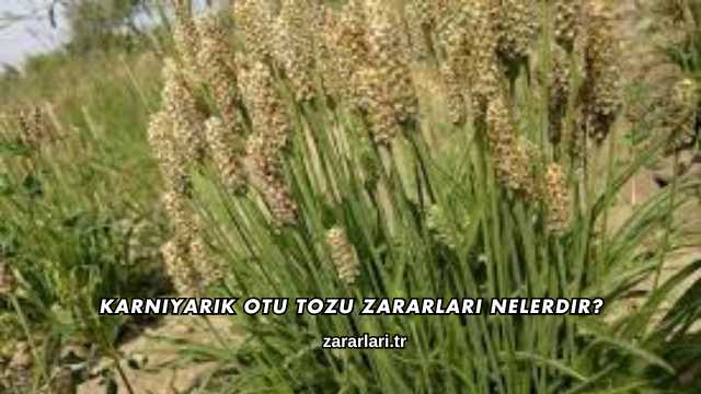 Karnıyarık Otu Tozu Zararları Nelerdir?