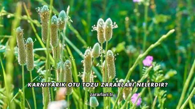 Karnıyarık Otu Tozu Zararları Nelerdir?