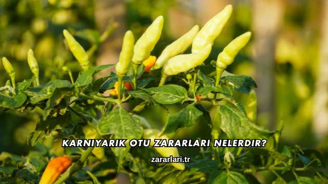 Karnıyarık Otu Zararları Nelerdir?