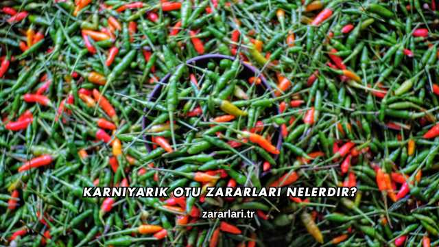 Karnıyarık Otu Zararları Nelerdir?