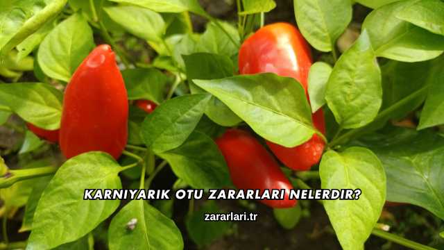 Karnıyarık Otu Zararları Nelerdir?