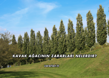 Kavak Ağacının Zararları Nelerdir?