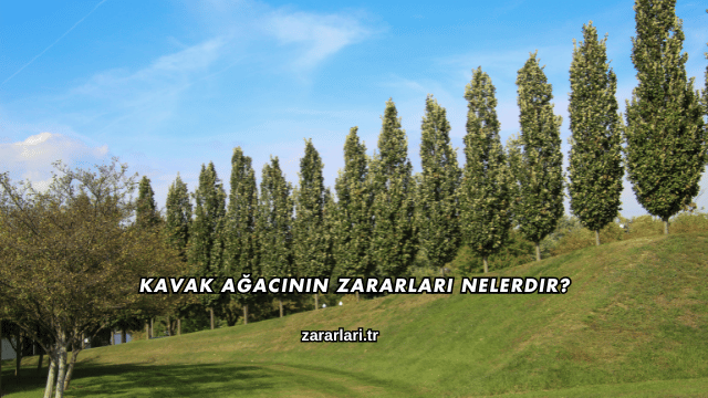 Kavak Ağacının Zararları Nelerdir?