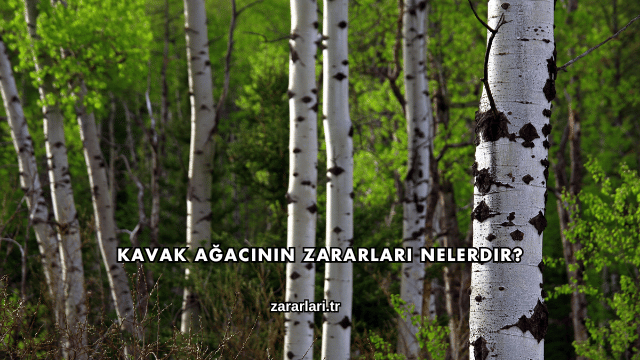 Kavak Ağacının Zararları Nelerdir?