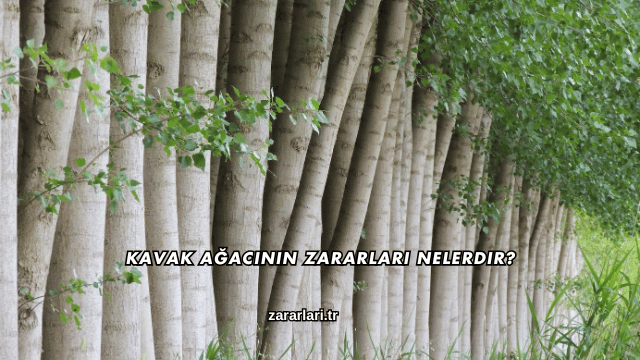 Kavak Ağacının Zararları Nelerdir?