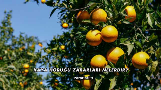 Kaya Koruğu Zararları Nelerdir?