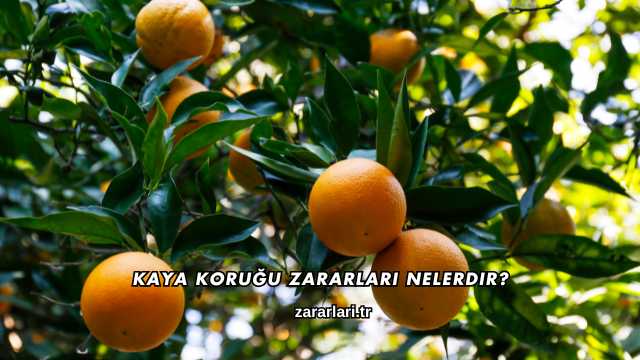 Kaya Koruğu Zararları Nelerdir?