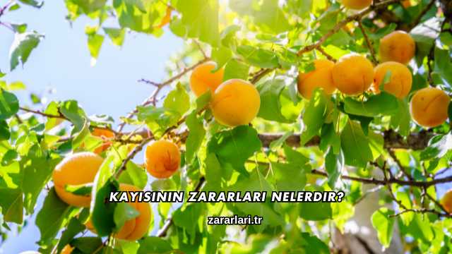 Kayısının Zararları Nelerdir?