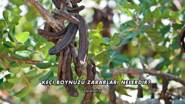 Keçi Boynuzu Zararları Nelerdir?