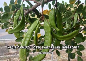 Keçiboynuzu Özü Zararları Nelerdir?