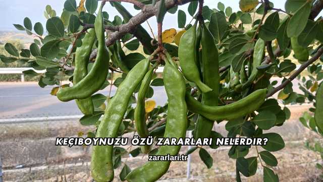 Keçiboynuzu Özü Zararları Nelerdir?