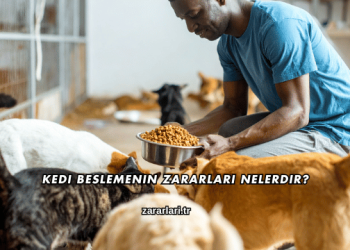 Kedi Beslemenin Zararları Nelerdir?