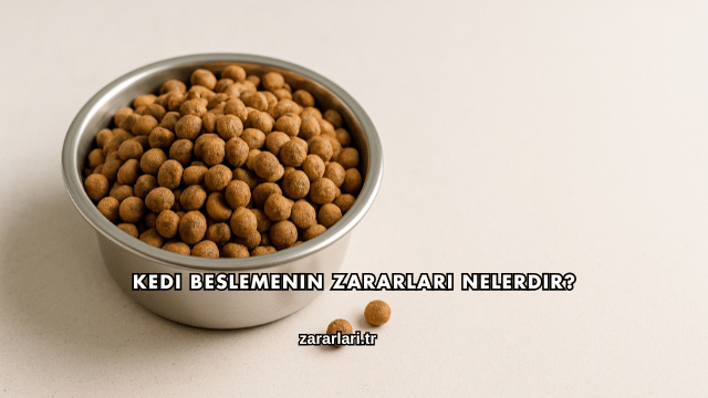 Kedi Beslemenin Zararları Nelerdir?