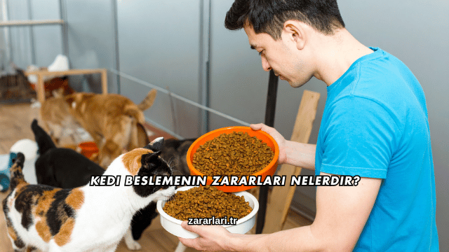 Kedi Beslemenin Zararları Nelerdir?