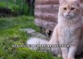 Kedi Kılının Zararları Nelerdir?