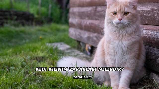 Kedi Kılının Zararları Nelerdir?