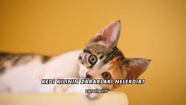 Kedi Kılının Zararları Nelerdir?