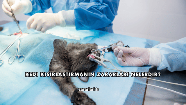 Kedi Kısırlaştırmanın Zararları Nelerdir?