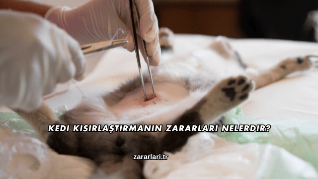 Kedi Kısırlaştırmanın Zararları Nelerdir?