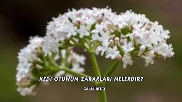 Kedi Otunun Zararları Nelerdir?